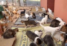 Güzel adamlar, deli kadınlar ve hayvanseverlik