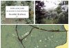İğde çiçeği kokusu
