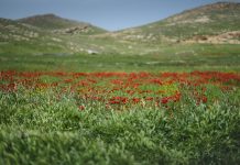 Soykırımın 10. yılında Ezidi kadınlar