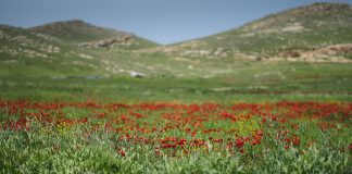 Soykırımın 10. yılında Ezidi kadınlar