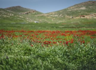 Soykırımın 10. yılında Ezidi kadınlar