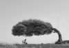 Kolektifin kırılgan hafızası Skander Khlif “The Tree Of Life“