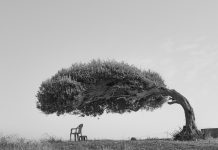 Kolektifin kırılgan hafızası Skander Khlif “The Tree Of Life“