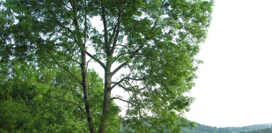Göç, aşk ve ertelenmiş yaslar